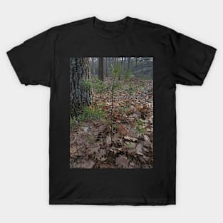 Baby Pine T-Shirt